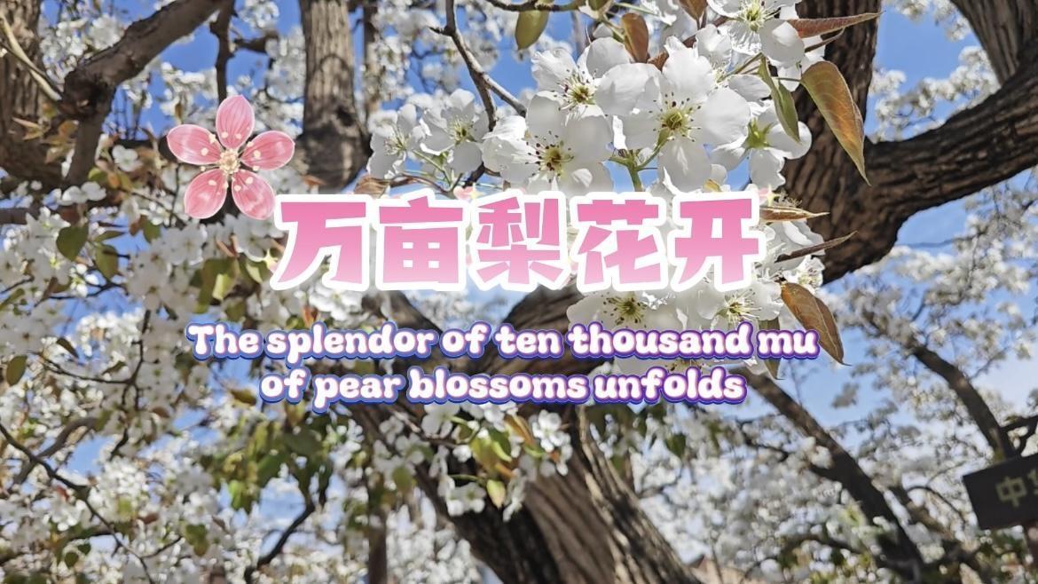 The splendor of ten thousand mu of pear blossoms unfolds