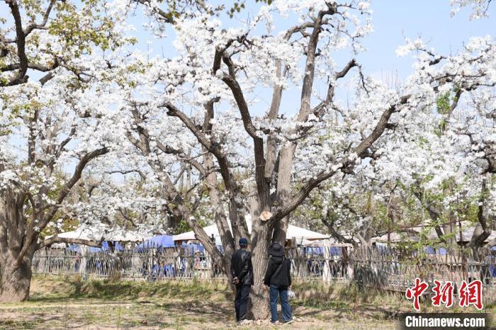 圖為游客在“世界第一古梨園”內(nèi)參觀?！〈魑牟?攝