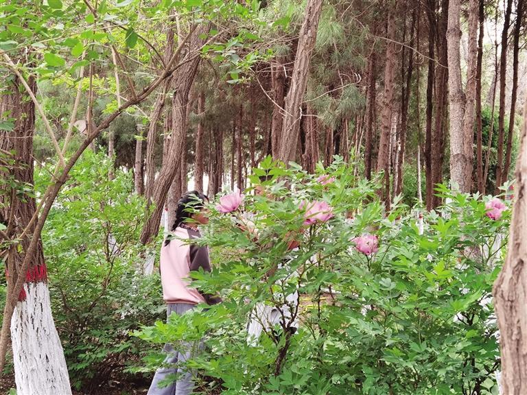 如此賞花拍花 不文明！